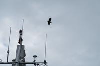 Seeadler &ndash; &copy; Norbert Birner (Eberhardt TRAVEL)