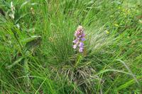 Orchidee &ndash; &copy; Norbert Birner (Eberhardt TRAVEL)