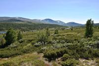 023 Dovrefjell &ndash; &copy; Konrad Füssel (Eberhardt TRAVEL)