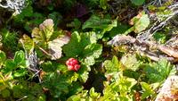 Moldebeere &ndash; &copy; Kristina Hesse (Eberhardt TRAVEL)
