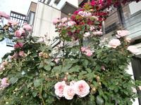 Rosen in Molde &ndash; &copy; Ingrid Langer (Eberhardt TRAVEL)
