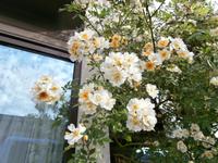 Rosen in Molde &ndash; &copy; Ingrid Langer (Eberhardt TRAVEL)