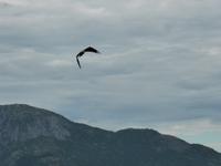 Seeadlersafari  &ndash; &copy; Claudia Bernhardt (Eberhardt TRAVEL)