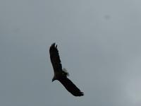 Seeadlersafari  &ndash; &copy; Claudia Bernhardt (Eberhardt TRAVEL)
