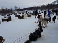 Hurtigrute, Kirkenes, Hundeschlittenstation &ndash; &copy; Ria Heilmann (Eberhardt TRAVEL)