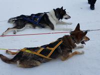 Hurtigrute, Kirkenes, Hundeschlittenstation &ndash; &copy; Ria Heilmann (Eberhardt TRAVEL)