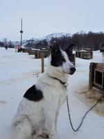 Hurtigrute, Kirkenes, Hundeschlittenstation &ndash; &copy; Ria Heilmann (Eberhardt TRAVEL)
