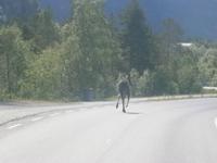 Elchalarm &ndash; &copy; Gabriele Schwarze (Eberhardt TRAVEL)