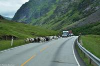 Land der Trolle-89