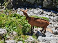 5.Etappe von Hochfügen nach Mayrhofen &ndash; &copy; Ria Heilmann (Eberhardt TRAVEL)