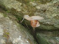 7.Etappe, vom Pfitschtal nach Sterzing, Weinbergschnecke &ndash; &copy; Ria Heilmann (Eberhardt TRAVEL)