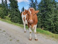 tierische Schönheit &ndash; &copy; Ria Heilmann (Eberhardt TRAVEL)