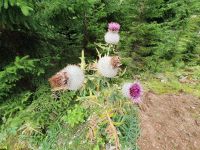 wollige Kratzdistel &ndash; &copy; Ria Heilmann (Eberhardt TRAVEL)