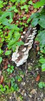 Pilze &ndash; &copy; Betina Marinow (Eberhardt TRAVEL)