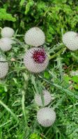 Kugeldistel &ndash; &copy; Betina Marinow (Eberhardt TRAVEL)
