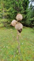 Wolldistel &ndash; &copy; Ria Heilmann (Eberhardt TRAVEL)