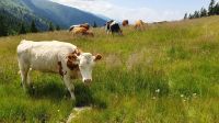 glückliche Kühe... &ndash; &copy; Ria Heilmann (Eberhardt TRAVEL)