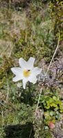 Alpenanemone