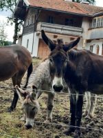 Gmund - Bauenhof &ndash; &copy; Betina Marinov (Eberhardt TRAVEL)