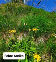 Arnika &ndash; &copy; Betina Marinov (Eberhardt TRAVEL)