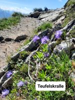 Teufelskralle &ndash; &copy; Betina Marinov (Eberhardt TRAVEL)