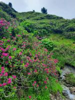 Alpenrosen &ndash; &copy; Betina Marinov (Eberhardt TRAVEL)