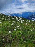 Wollgras &ndash; &copy; Betina Marinov (Eberhardt TRAVEL)