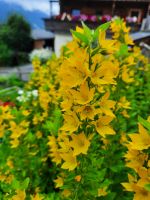Punktierter Gilbweiderich &ndash; &copy; Betina Marinov (Eberhardt TRAVEL)