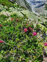Lavitz Alm - Alpenrose &ndash; &copy; Betina Marinov (Eberhardt TRAVEL)