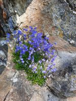 Glockenblumen