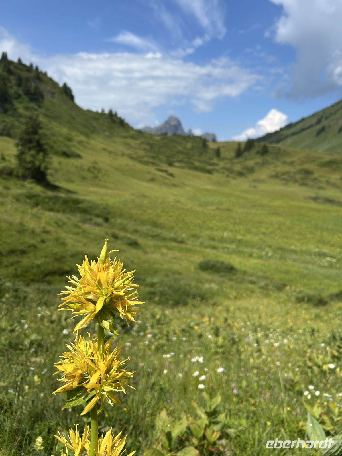 Gelber Enzian &ndash; &copy; Patrick Fritzsche (Eberhardt TRAVEL)