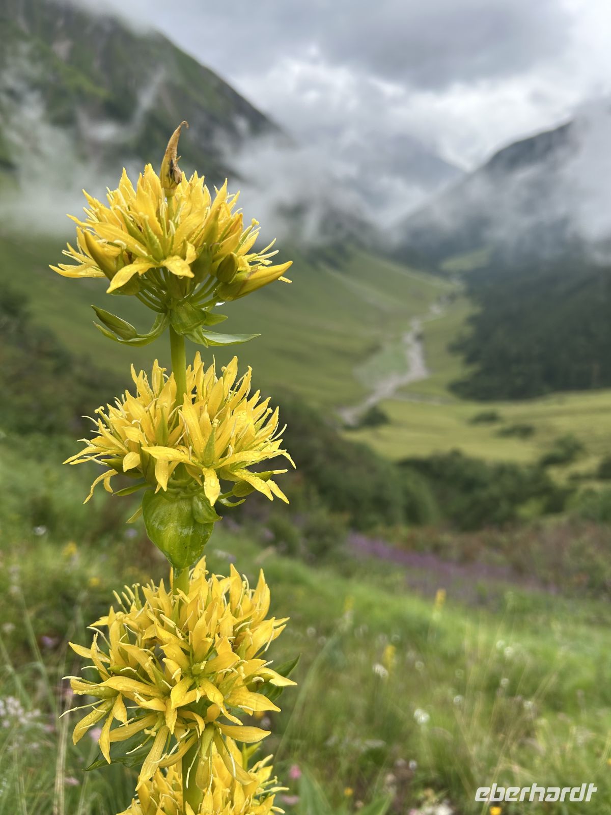 Gelber Enzian  &ndash; &copy; Patrick Fritzsche (Eberhardt TRAVEL)