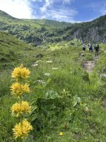 Gelber Enzian &ndash; &copy; Patrick Fritzsche (Eberhardt TRAVEL)