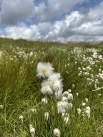 Wollgras &ndash; &copy; Patrick Fritzsche (Eberhardt TRAVEL)