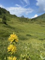Gelber Enzian &ndash; &copy; Patrick Fritzsche (Eberhardt TRAVEL)