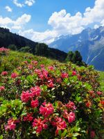 Alpenrosen &ndash; &copy; Betina Marinov (Eberhardt TRAVEL)
