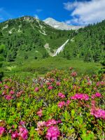 Alpenrosen - Zillertal &ndash; &copy; Betina Marinov (Eberhardt TRAVEL)