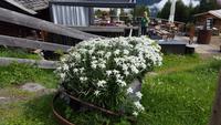 Gampe Thaya - Edelweis &ndash; &copy; Betina Marinow (Eberhardt TRAVEL)
