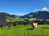 Berge der Wildschönau &ndash; &copy; Sophia Bär (Eberhardt TRAVEL)