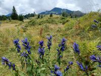 Bergflora &ndash; &copy; Steffen Mucke (Eberhardt TRAVEL)