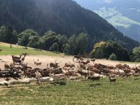 Wildpark Aurach &ndash; &copy; Sabine Letzybyll (Eberhardt TRAVEL)