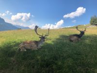 Wildpark Aurach  &ndash; &copy; Sabine Letzybyll (Eberhardt TRAVEL)