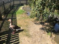 Wildpark Aurach  &ndash; &copy; Sabine Letzybyll (Eberhardt TRAVEL)