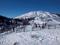 Rosstratte