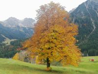 der goldene Baum (Mittelberg) &ndash; &copy; Andrej Kulikov (Eberhardt TRAVEL)