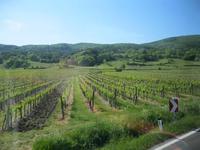 Weinbau Gumpoldskirchen &ndash; &copy; Kerstin Veit (Eberhardt TRAVEL)