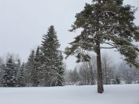eine Rotkiefer... &ndash; &copy; Ria Heilmann (Eberhardt TRAVEL)