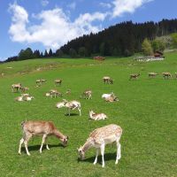 Wildpark Aurach &ndash; &copy; Kerstin Hugel (Eberhardt TRAVEL)