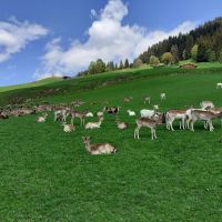 Wildpark Aurach &ndash; &copy; Kerstin Hugel (Eberhardt TRAVEL)