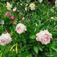 Insel Mainau &ndash; &copy; Kerstin Hugel (Eberhardt TRAVEL)